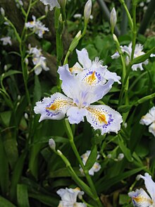 Iris japonica - Wikipedia
