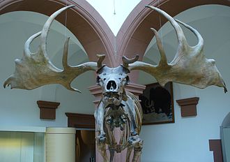 The enormous sexually-selected antlers of the Irish elk might have helped it on its way to extinction. Irish Elk front.jpg