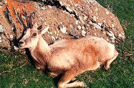 Isard.Pirineu d'Osca.jpg