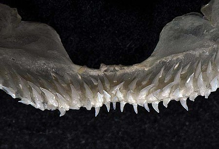 Isistius brasiliensis upper teeth.jpg