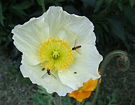 Papaver naaktfoto.