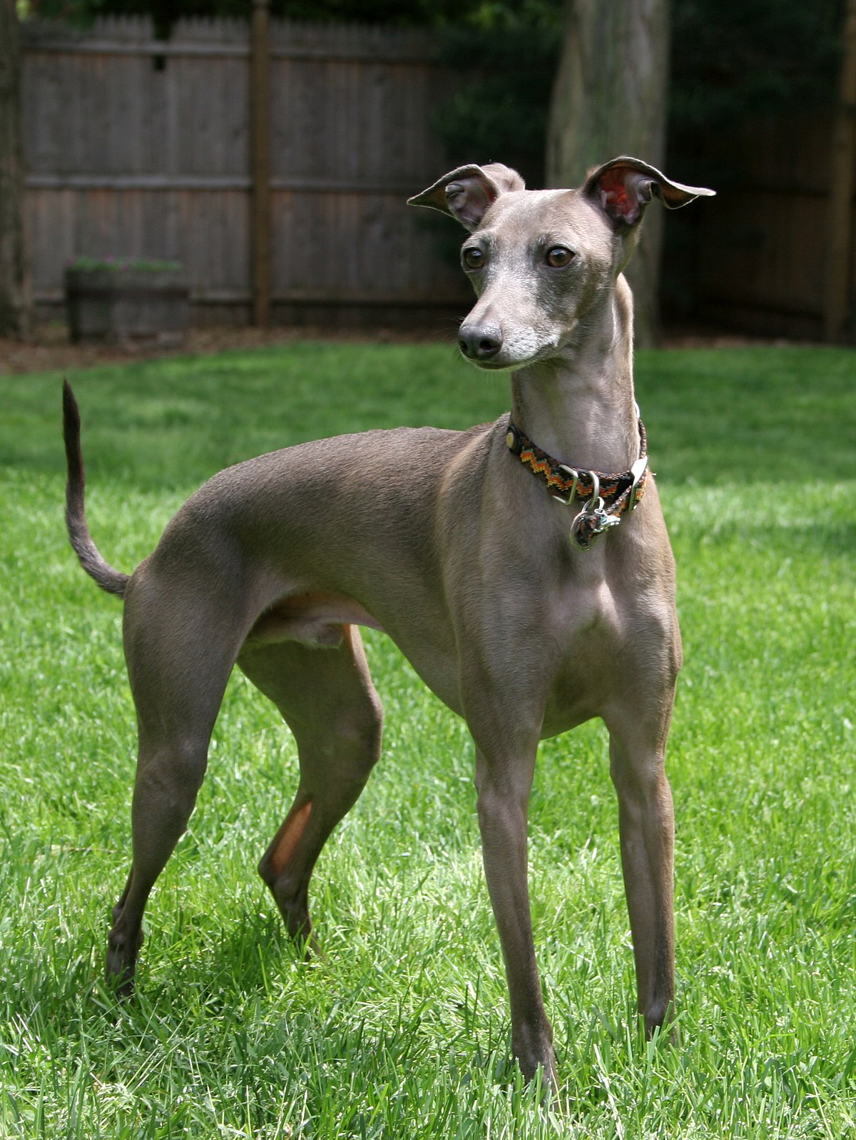 Italian Greyhound - Wikipedia