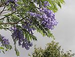 Jacaranda mimosifolia 3707.jpg