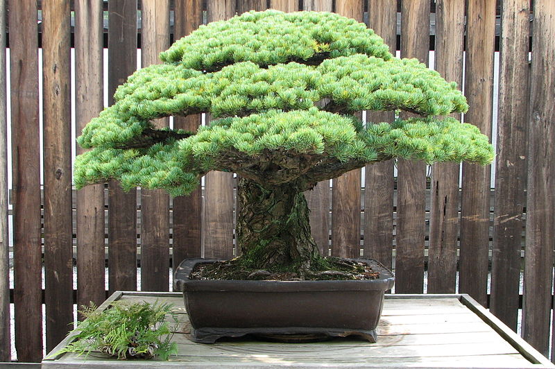 File:Japanese White Pine, 1625-2007.jpg