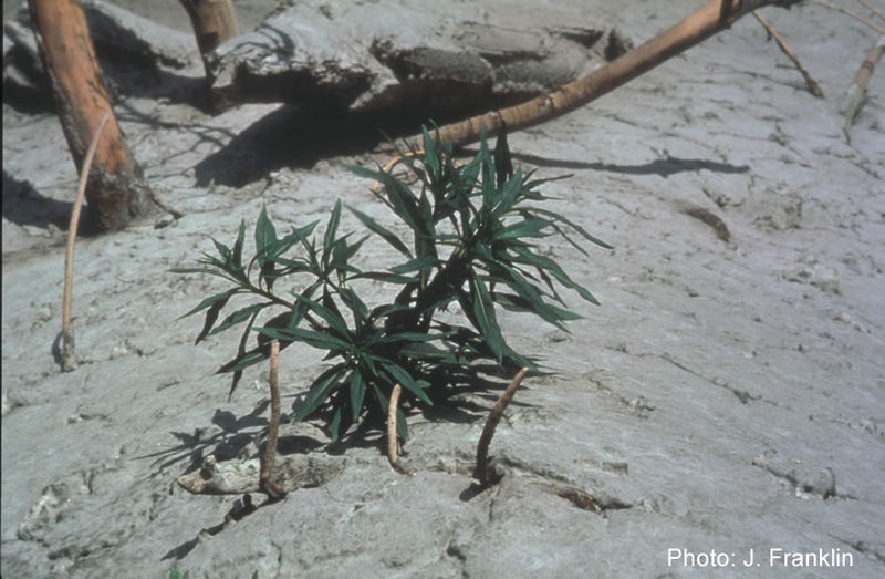 File:Jerry-Franklin-Fireweed.jpg