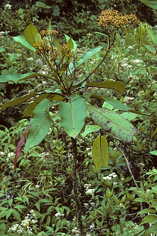 <i>Jessea</i> Genus of flowering plants in the daisy family Asteraceae