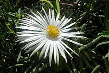 Jordaaniella anemoniflora - Anemone vygie - Cape Town 5.JPG