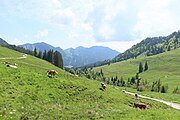 Deutsch: Kühe mit Spitzingsee vom Wanderweg W21 beim Firstgraben aus