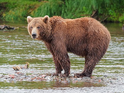 Urso-pardo-de-camecháteca (Ursus arctos beringianus) fotografado perto de Dvuhyurtochnoe, península de Kamchatka, Rússia. (definição 3 456 × 2 592)