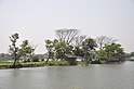 Karnamadhabpur Wetland - Kalyani Expressway - Panihati - Kalkata 2017-03-30 0898.JPG