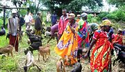 women in colorful dresses tending goats