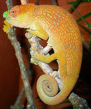 <i>Kinyongia tenuis</i> Species of lizard