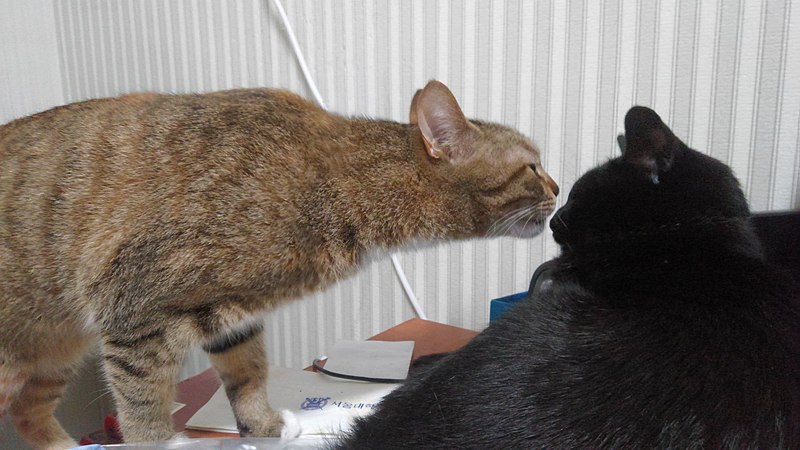 File:Kissing-cats.jpg