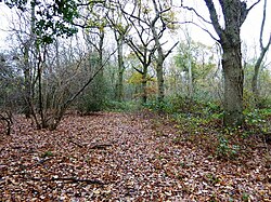 Kitchen Copse (3).jpg