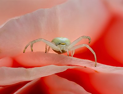 عنکبوت خرچنگ طلا