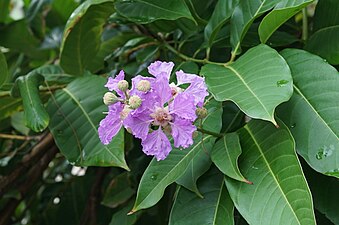 (Lagerstroemia speciosa)