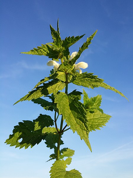 File:Lamium album sl27.jpg