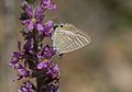 Lampides boeticus Pea Blue Lampides