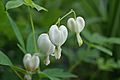 Lamprocapnos spectabilis