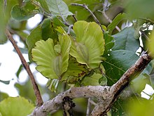 Large-fruited Bushwillow (Combretum zeyheri) fruits (12908109715).jpg