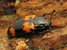 Large Fungus Beetle - Flickr - treegrow (1).jpg