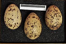 Eggs, Collection Museum Wiesbaden Larus canus MWNH 0334.JPG