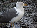 Larus fuscus Gaviota sombría