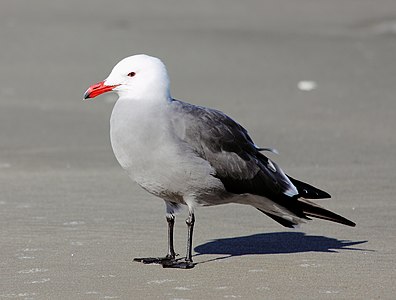 Heermann's Gull (Larus heermanni)