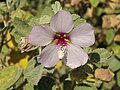 Malva subovata (Espagne)