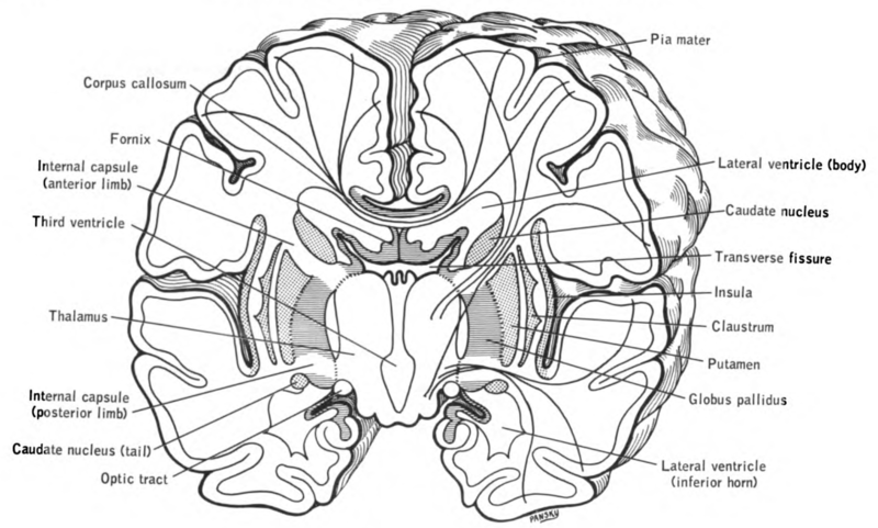 File:Lawrence 1960 5.14 F.png