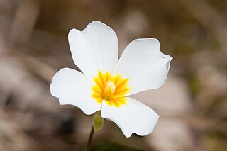 <i>Leavenworthia stylosa</i> Species of flowering plant