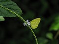 Lemon emigrant or catopsilia pomona from Koovery