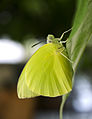 Mariposa limón emigrante de la India