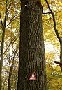 Ein als Kulturdenkmal gekennzeichneter Isolator an einem Baum