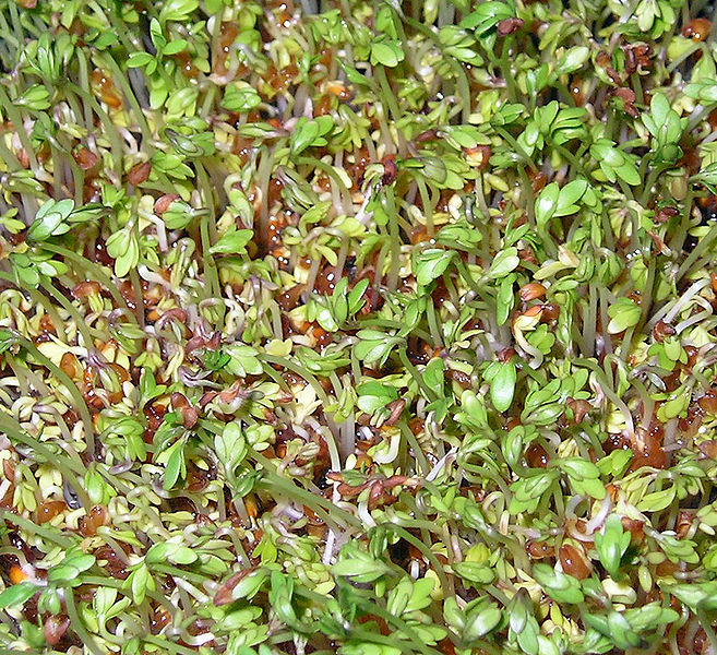 File:Lepidium sativum vdg.jpg