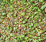 Tuinkers (Lepidium sativum)