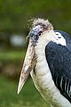 * Nomination Marabou stork (Leptoptilos crumenifer) --Аныл Озташ 02:57, 3 July 2023 (UTC) * Decline  Oppose Wing is in focus not the eye. Sorry. --Ermell 05:47, 3 July 2023 (UTC)