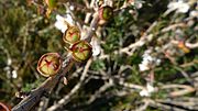 Thumbnail for File:Leptospermum squarrosum fruit (8726109118).jpg