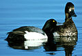 Lesser Scaup