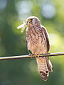 Lesser kestrel with insect. Notice yellow talons - an easy way to distinguish between lesser and common kestrel