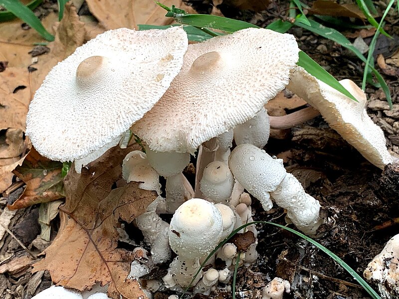 File:Leucocoprinus cepaestipes mushroom.jpg