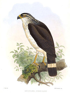 <span class="mw-page-title-main">White-browed hawk</span> Species of bird