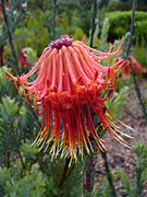 Leucospermum reflexum flower 2.JPG