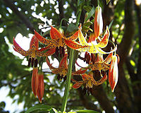 Lilium canadense