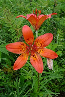 Файл:Lilium_pensylvanicum_(Liliaceae)_(49869525626).jpg