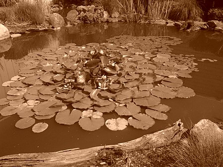 Lily Pads and Lotus Flowers at the Ecology Center. Lily Pads and Lotus Flowers.jpg