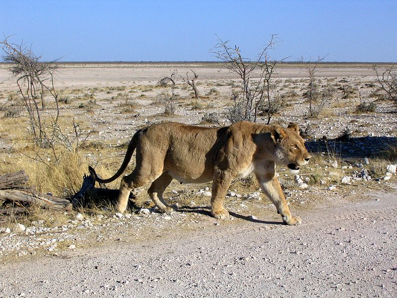 File:Lioness Etosha National Park.jpg