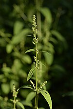 Lipandra polysperma (Chénopode polysperme)