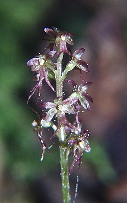 Listera cordata, соцветие крупным планом