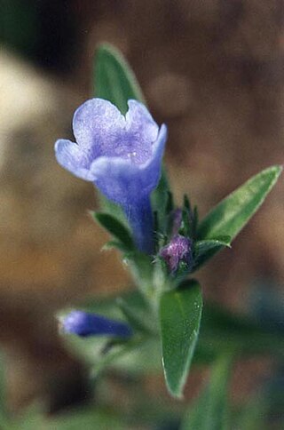 <i>Glandora oleifolia</i> Species of flowering plant